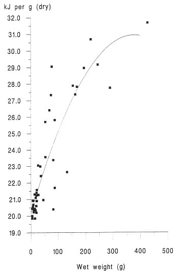 Graph plotting eel weight in g against energy content in kJ/g.  Graph steeply slopes upward - small eels are low in nutritional value, but as they grow, they rapidly become more nutritious.Click for larger version