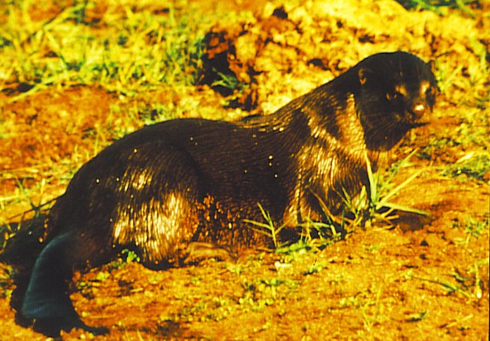 Smooth Coated Otter lying on a sandy and grassy substrate, from left to right, with the head turned to face the camera.