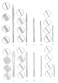 Diagrams of hair shanks showing lanceolate tips, and close-ups of the scale pattern
