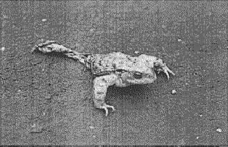 Toad minus hind legs walking.  Click for larger version