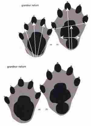 diagrams of otter prints showing measurement directions
