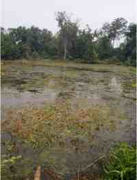 Open swamp with much water vegetation