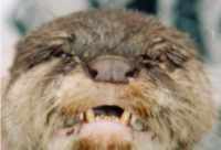 For comparison, rhinarium of small-clawed otter is bare, forming a neat button nose