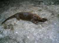 Otter lying on rocky ground