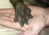 Underside of otter paw showing pads and webbing