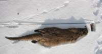 Dorsal view of same otter against snow