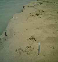 Tracks of otter in fine sediment; webs, toe prints and claws are clearly seen