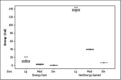Graph plotting energy 
              cost for catching fish of each size and energy gained per fish size for the Brown Trout.  Click for larger version