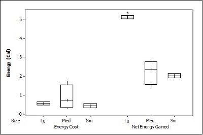Graph plotting energy 
              cost for catching prey of each size and energy gained per preu size for the crayfish.  Click for larger version
