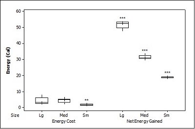 Graph plotting energy 
              cost for catching fish of each size and energy gained per fish size for the Sunfish.  Click for larger version.