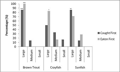 Graph showing percentage caught first and percentage eaten first of the three sizes of brown trout, crayfish and sun fish.  Large trout were caught first and eaten first, and medium trout not eaten; small trout were not taken at all.  Large crayfish were taken more often than medium, but large crayfish were eaten first in preference to the smaller sizes.  Large sunfish were caught and eaten first; small sunfish were ignored.  Click for larger version.