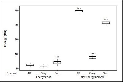 Graph plotting energy 
              cost and energy gained for each prey species for live prey.  Click for larger version