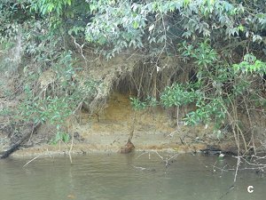 Burrow in the river bank,
 overhung by shrubs and trees,
 with a flat area in front. 
 Click for larger version