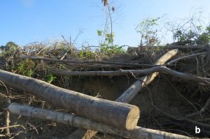 Den dug into river bank behind 
dead logs under broken tree 
debris.  
Click for larger version