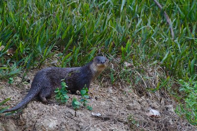 Photo of entire otter, looking at camera, showing dark colour, long sinuous shape, white throat and moustache. Otter is standing on stoney soil with thick-bladed grass-like vegetation behind. Click for larger version