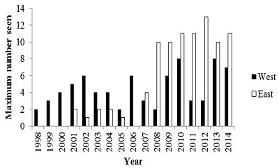Bar graph showing that otters were seen solely in the western Johor Straits from 1998 to 2000; otters started to be seen in the eastern straits from 2001 onward, and by 2007 outnumbered sightings in the western straits. Click for larger version.    