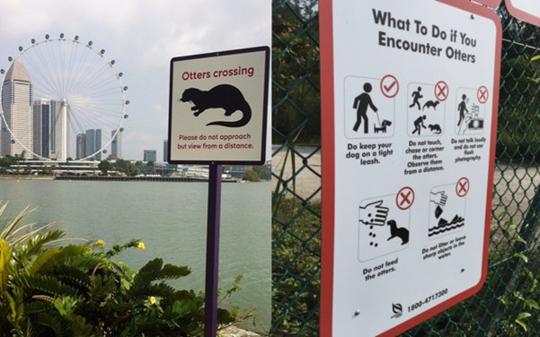 On the left, a rectangular Otters Crossing sign on a post near the water, with an otter silhouette adding Please do not approach but view from a distance.  On the right a larger notice attached to a fence, entitled What to Do if You Encounter Otters: keep your dog on a tight leash, do not touch, chase or corner the otters but observe from a distance, do not talk loudly and do not use flash photography, do not feed the otters, do not litter or leave sharp objects in the water, along with a contact phone number.  Click for larger version.     