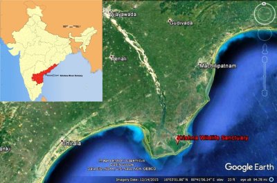 Inset map of India showing the position of the Krishna River estuary halfway down the east coast, with the main image showing a satellite image of the estuary position with the Krishna Wildlife Sanctuary in its delta, Machilipatnam to the north, inland from the coast, Chirala on the coast to the south, and Tenali inland near the braided part of the river before it reaches the delta. Click for larger version