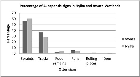 Bar chart showing the relative percentages of different otter signs (spraints, tracks, food remains, runs, rolling places and dens) in the two study locations - Vwaza marsh and Nyiki National Park. There were more tracks and runs in Vwaza, and more spraints, food remains and rolling places in Nyiki.  The majority of signs found were spraints (50-60%) and tracks (25-335%). Click for larger version.