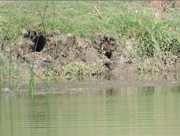 Two burrow entrances about a metre above the water line in an earthen bank with grassy vegetation above. Reeds in front of the holes. Click for larger version