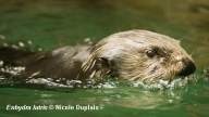 Sea Otter swimming 