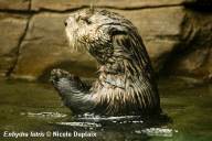 Sea Otter porpoising 