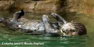 Sea Otter swimming on its back