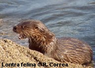 Sea cat on gravel shore eating.  © R. Correa